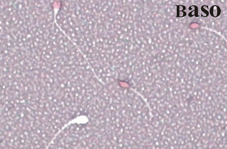 ���ӻ��wȾɫԇ���У����t-�����ڷ���