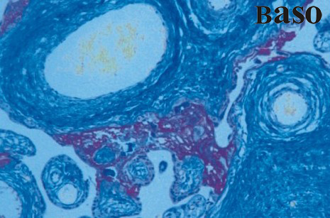 �R���S-����Ʒ�t-�����{ȾɫҺ