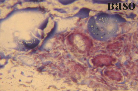 �K����ȾɫҺ