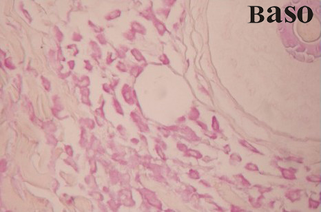 �ʴ󼚰�ȾҺ��ȩƷ�t-���SG����